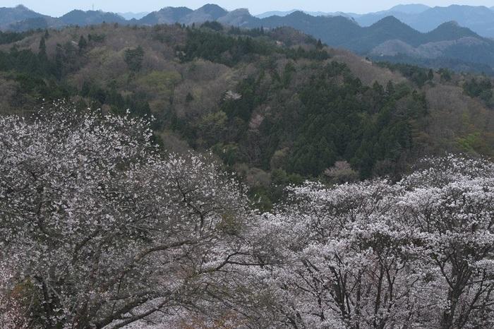 春蘭・沓掛峠の山桜