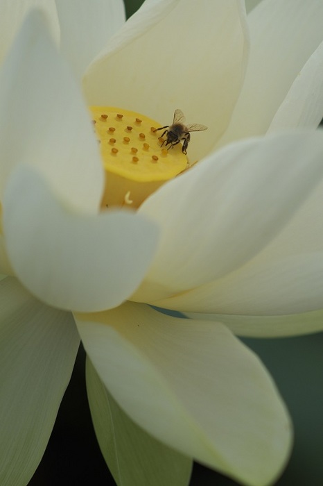 至福の蜂