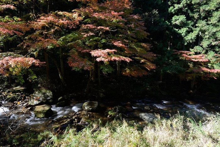 秋渓の彩り