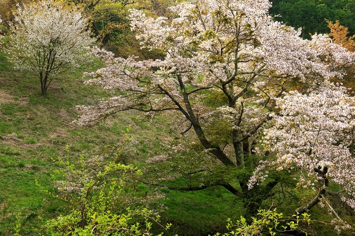 山桜絢爛