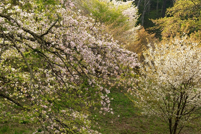 山桜絢爛