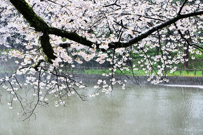 湿雪桜