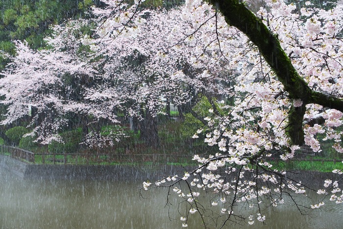春雪桜