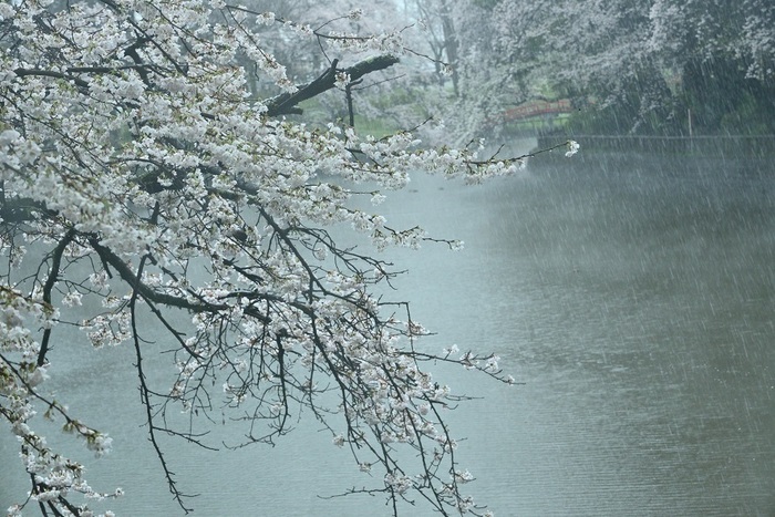 雪霞桜