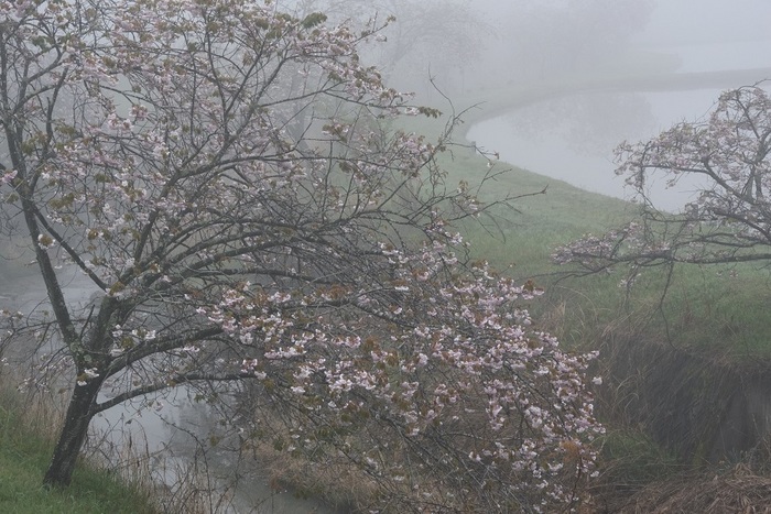 朝霧の八重桜