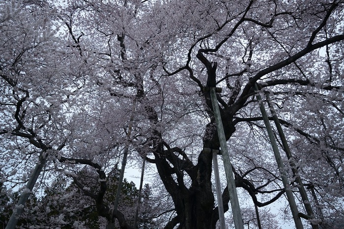 春蘭・戸津辺の桜
