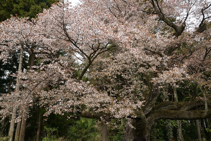 春勢・辰山西街道の山桜