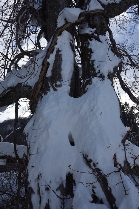雪衣の樹