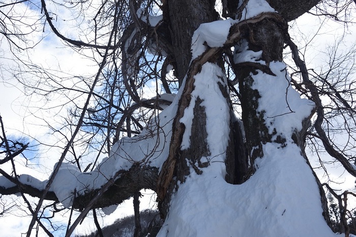 雪衣の樹